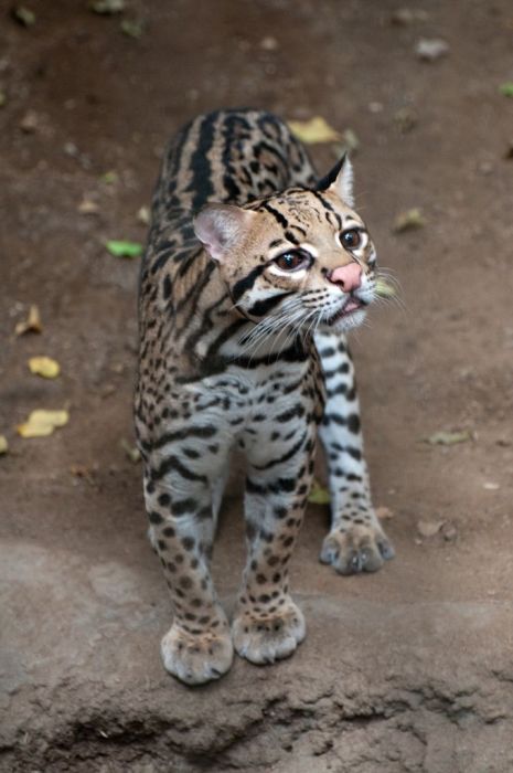 Ocelot Cat (22 pics)