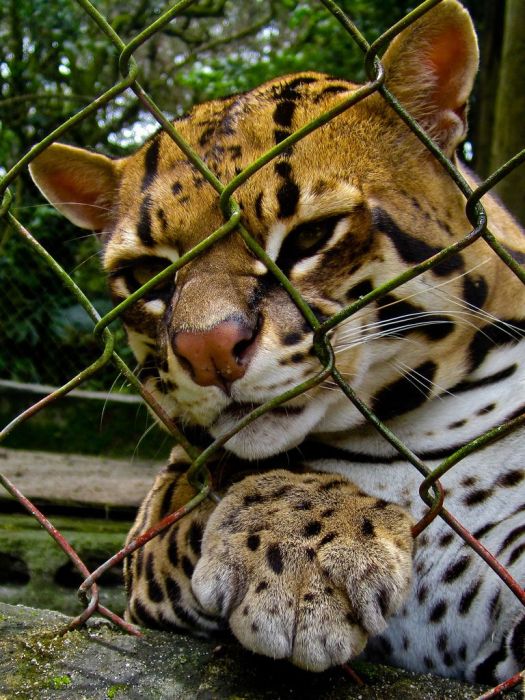 Ocelot Cat (22 pics)