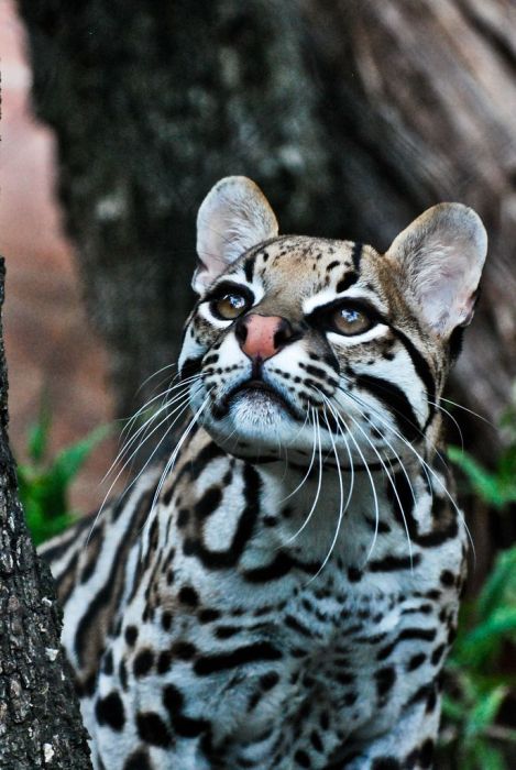 Ocelot Cat (22 pics)