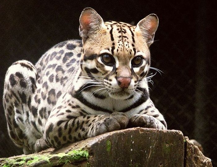 Ocelot Cat (22 pics)