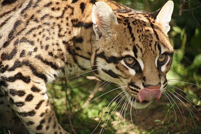 Ocelot Cat (22 pics)