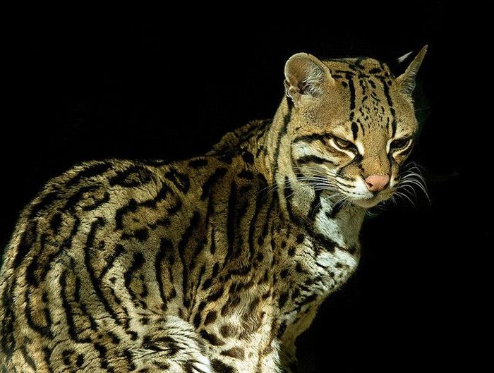 Ocelot Cat (22 pics)