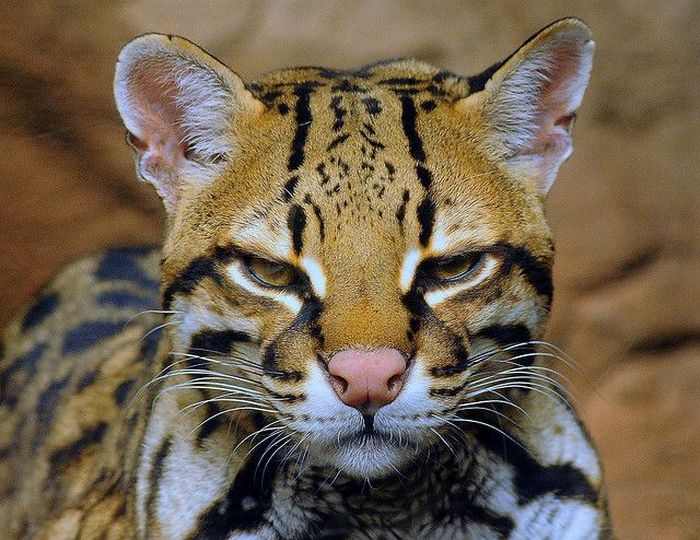 Ocelot Cat (22 pics)