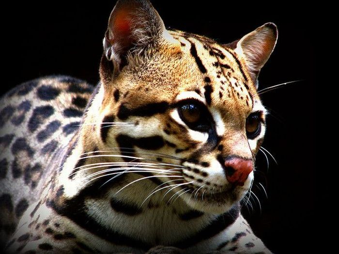 Ocelot Cat (22 pics)