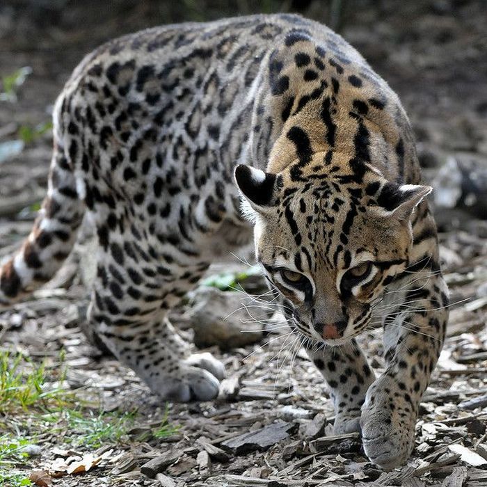 Ocelot Cat (22 pics)