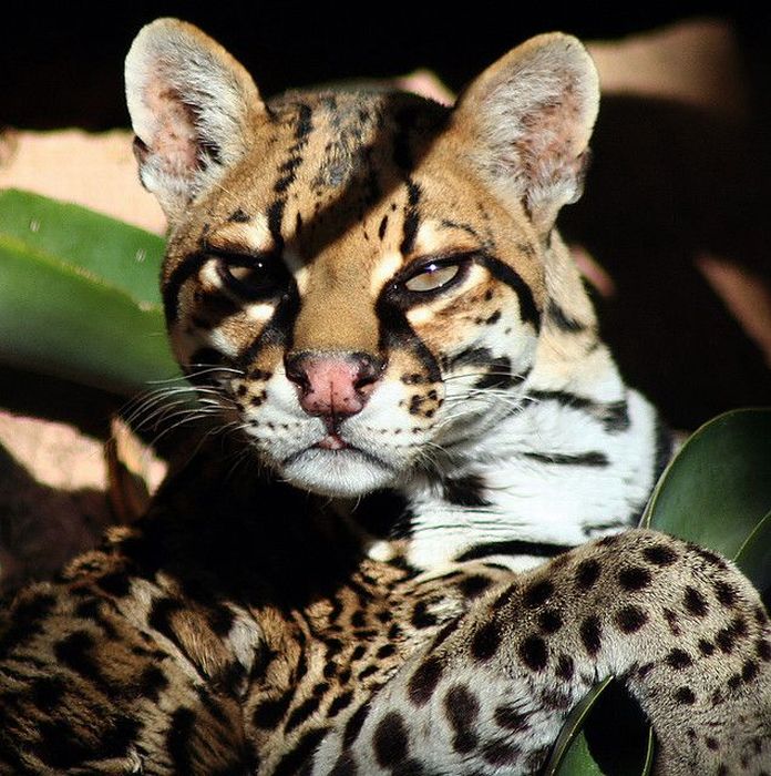 Ocelot Cat (22 pics)