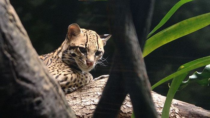 Ocelot Cat (22 pics)