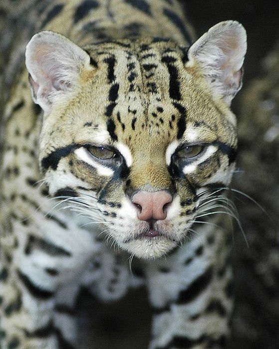 Ocelot Cat (22 pics)