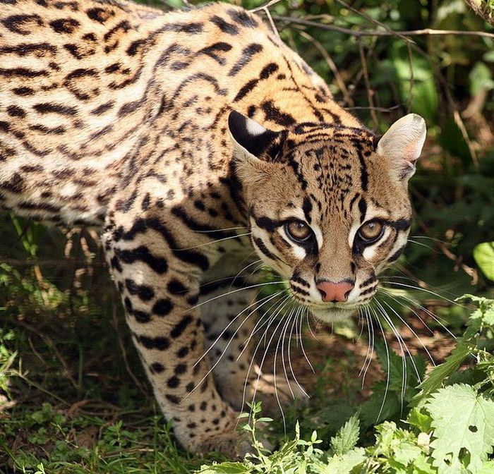 Ocelot Cat (22 pics)