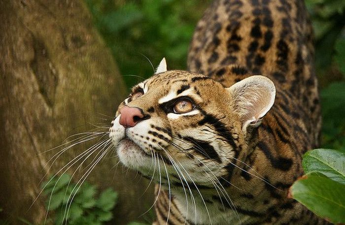 Ocelot Cat (22 pics)