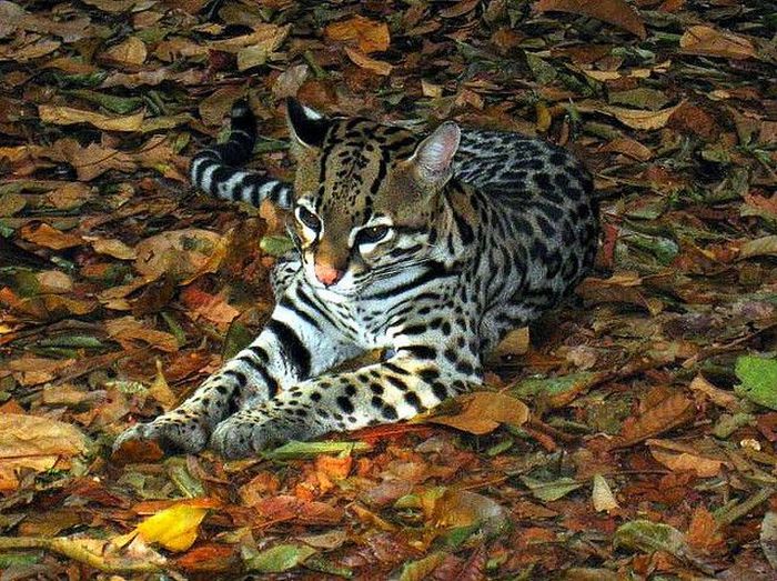 Ocelot Cat (22 pics)