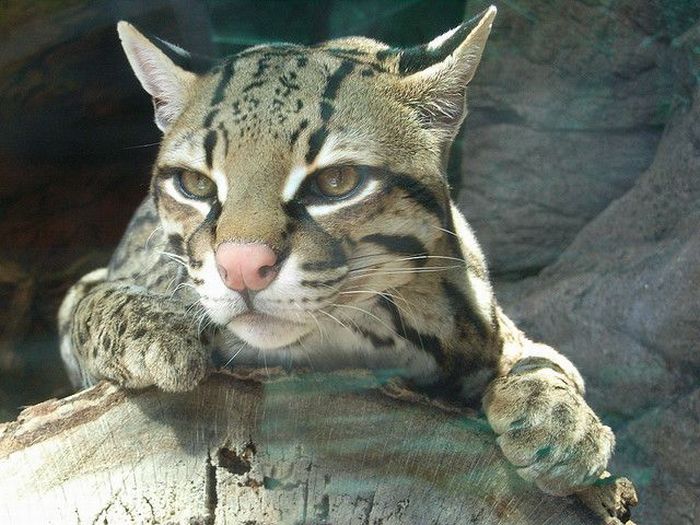 Ocelot Cat (22 pics)