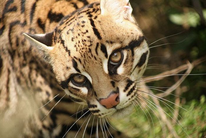 Ocelot Cat (22 pics)