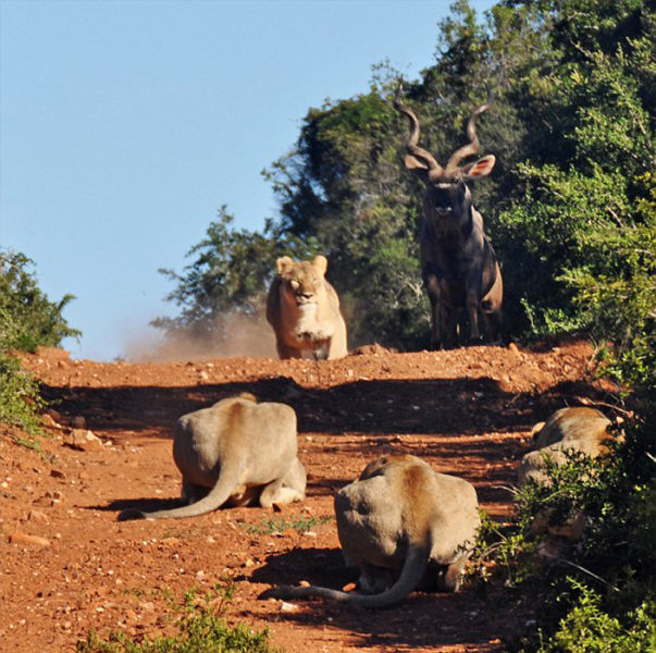 Antelope vs. Hungry Lions (5 pics)