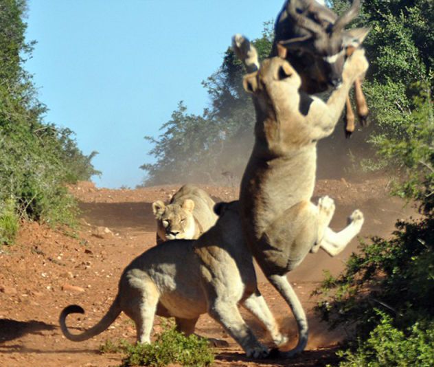 Antelope vs. Hungry Lions (5 pics)