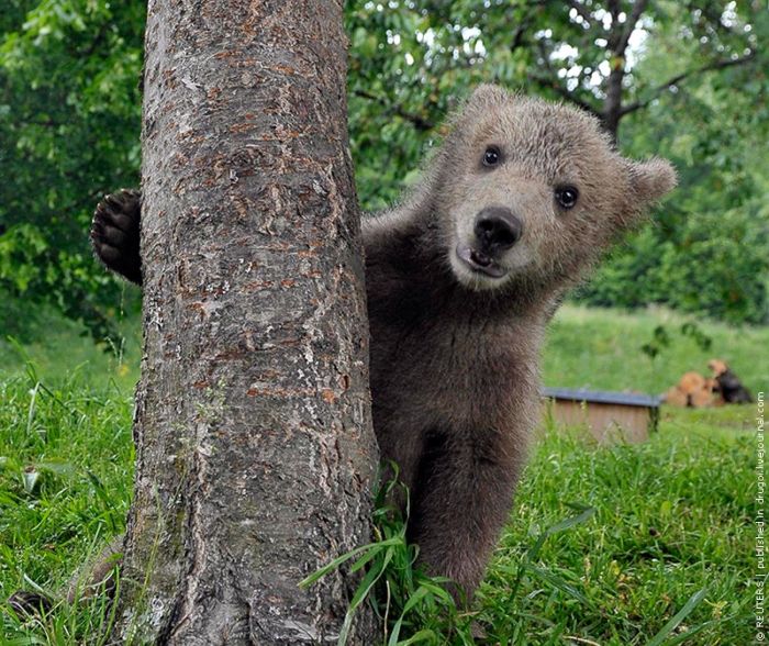 Bear Cub Adopted by People (4 pics)