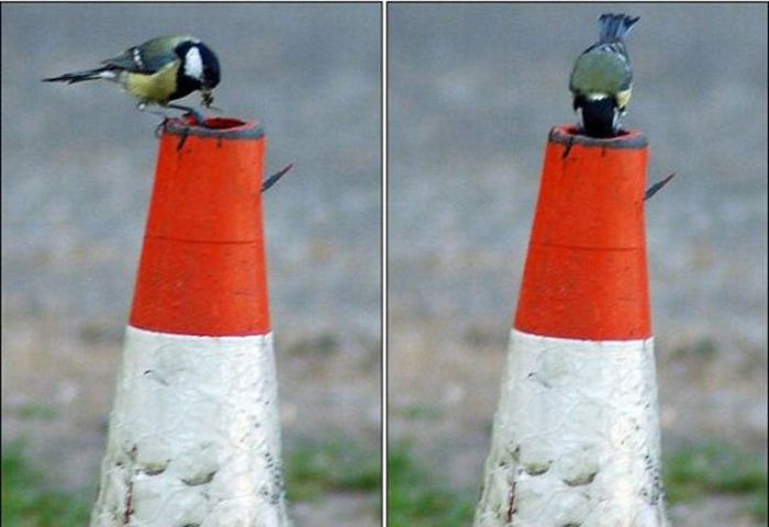 Who lives inside the Road Cone? (11 pics)