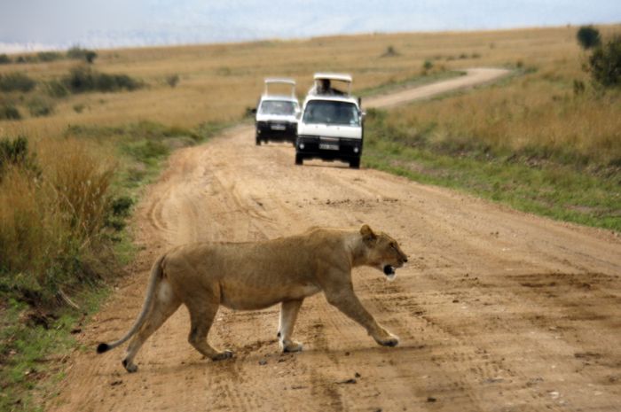 Animals Crossing the Roads (22 pics)
