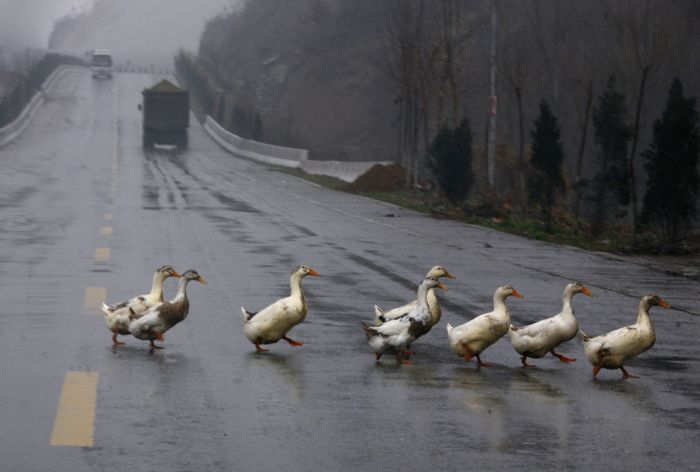 Animals Crossing the Roads (22 pics)