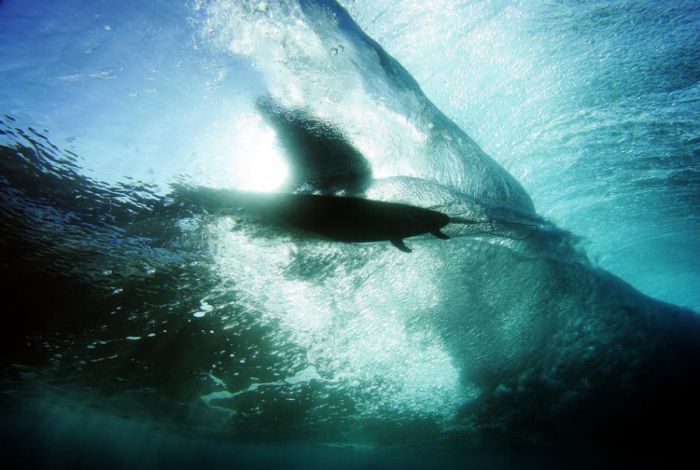 Surfing Photos (66 pics)