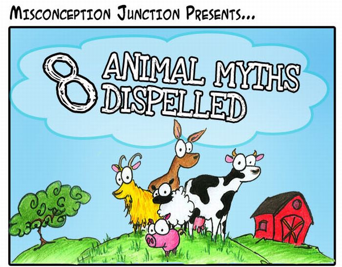 8 Animal Myths Dispelled (9 pics)