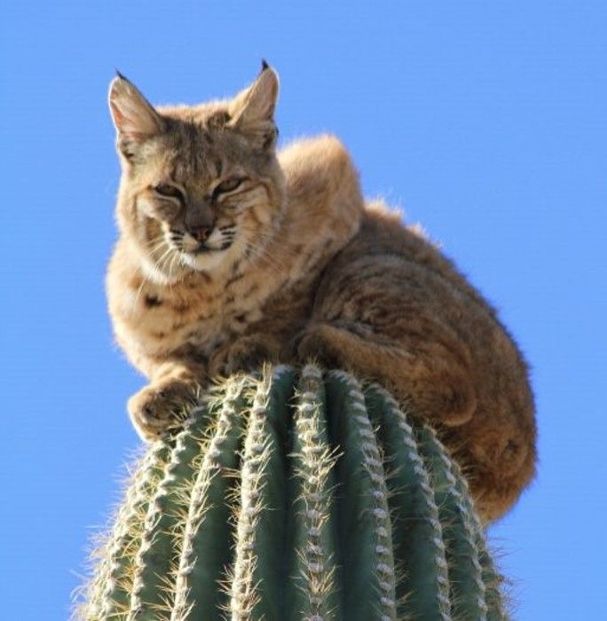 Bobcat Climbs for Its Life (5 pics)