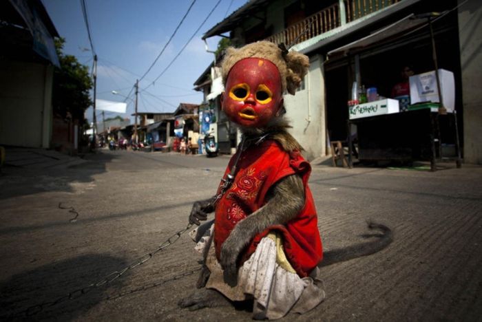 Performing Street Monkeys of Indonesia (16 pics)