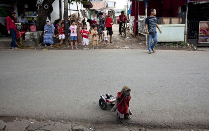 Performing Street Monkeys of Indonesia (16 pics)