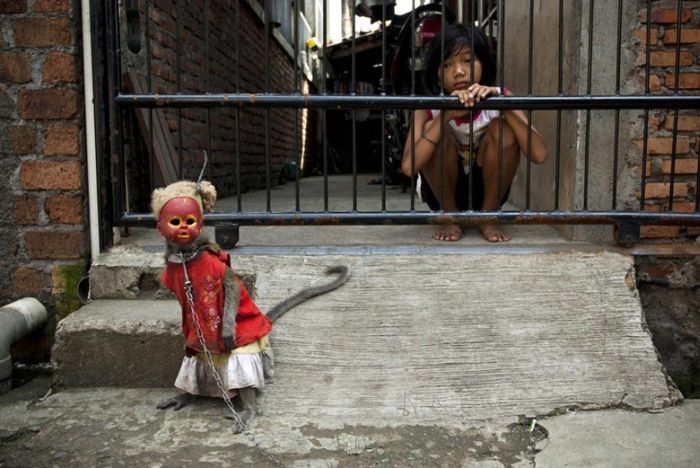 Performing Street Monkeys of Indonesia (16 pics)