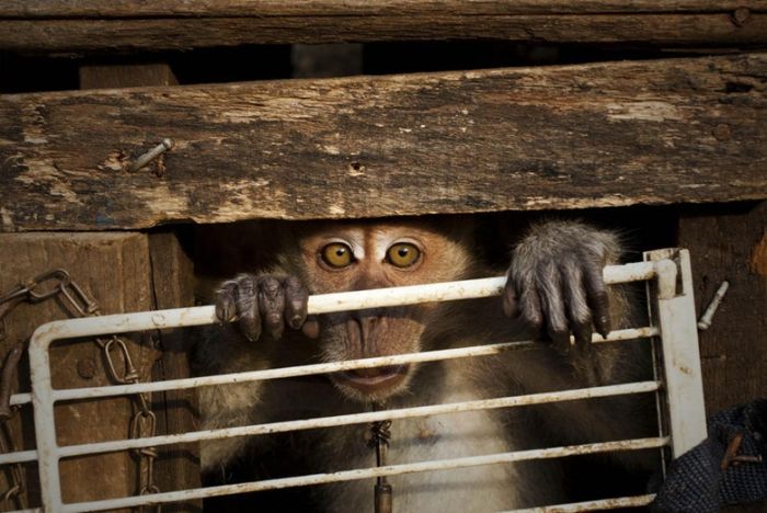 Performing Street Monkeys of Indonesia (16 pics)