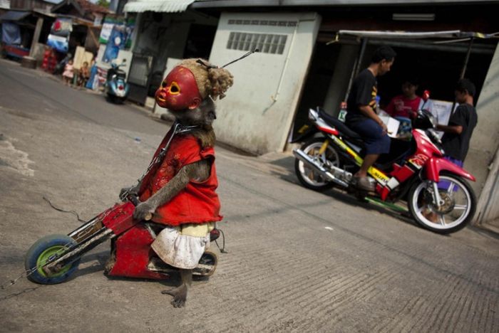 Performing Street Monkeys of Indonesia (16 pics)