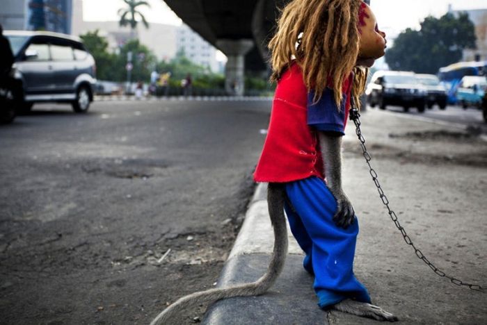 Performing Street Monkeys of Indonesia (16 pics)