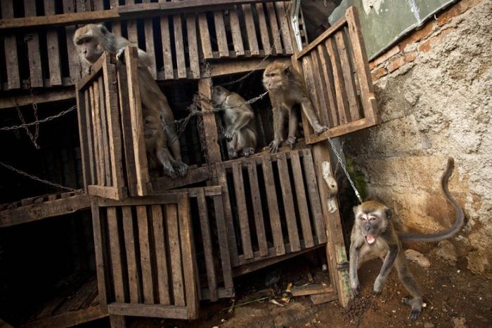 Performing Street Monkeys of Indonesia (16 pics)