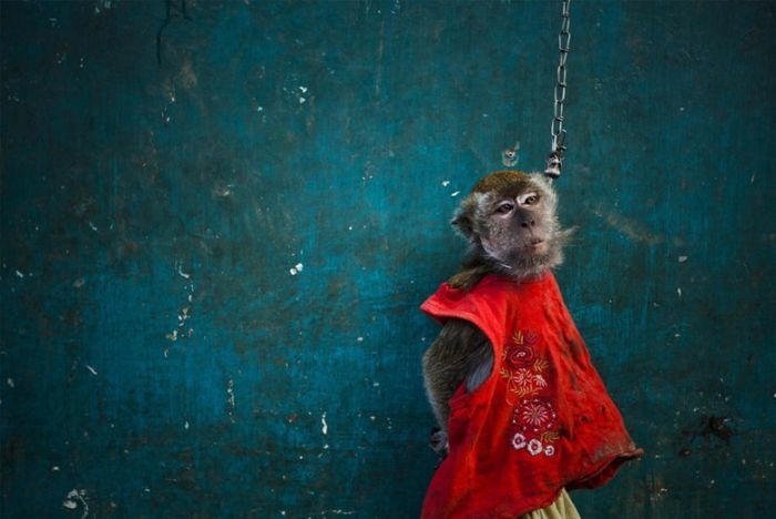 Performing Street Monkeys of Indonesia (16 pics)