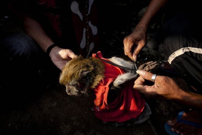 Performing Street Monkeys of Indonesia (16 pics)