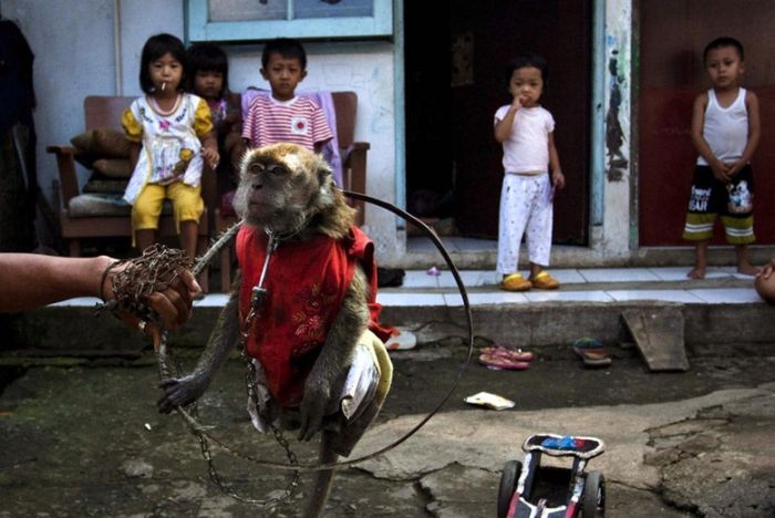 Performing Street Monkeys of Indonesia (16 pics)