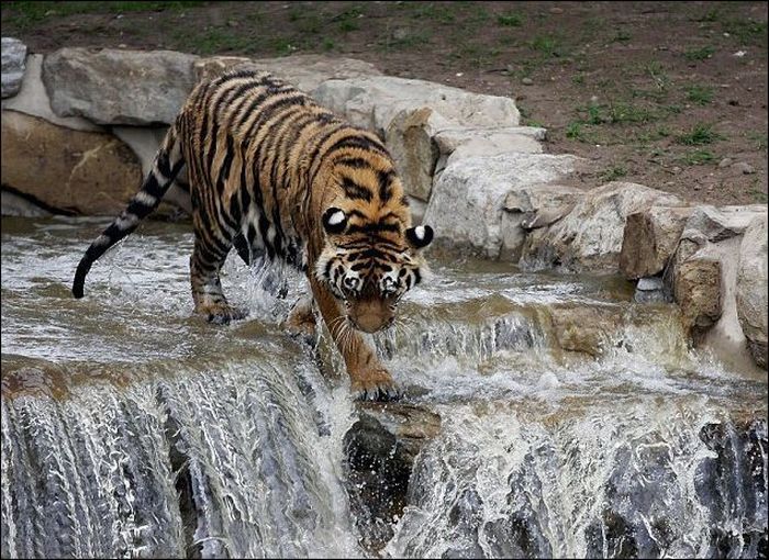 Tiger Jumps Down (4 pics)