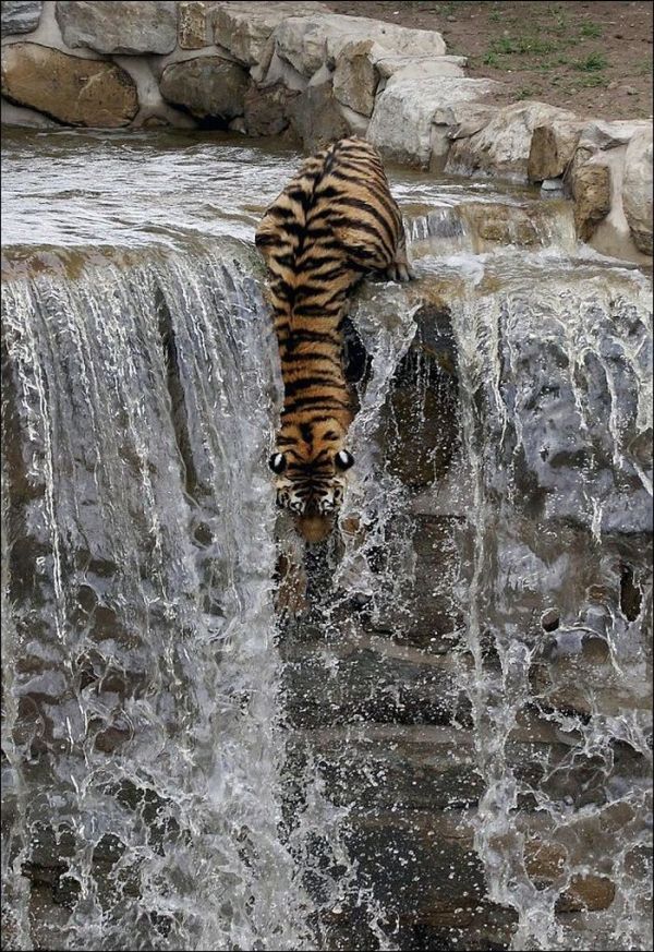 Tiger Jumps Down (4 pics)