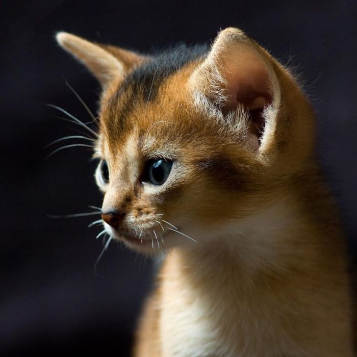 Cute Kittens (100 pics)