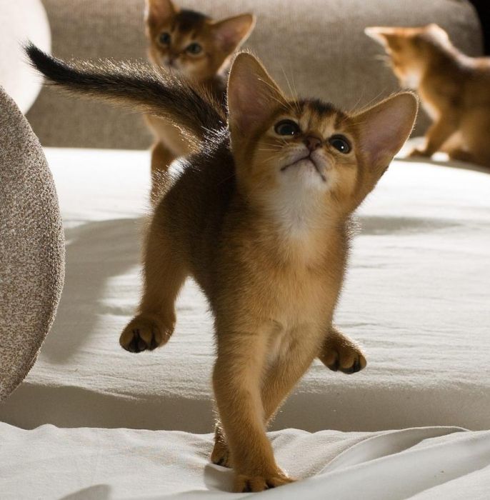 Cute Kittens (100 pics)