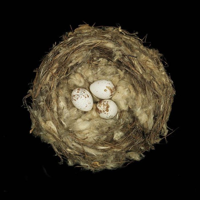Nests (25 pics)