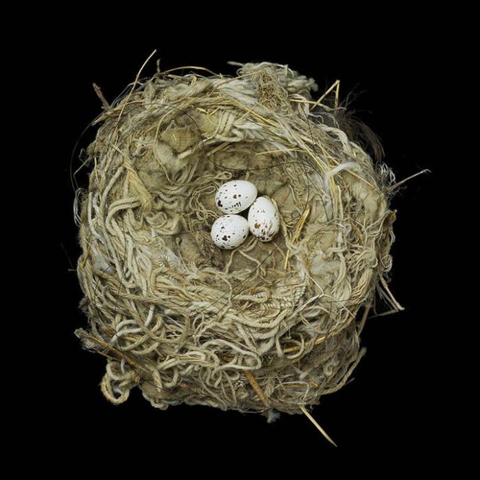 Nests (25 pics)
