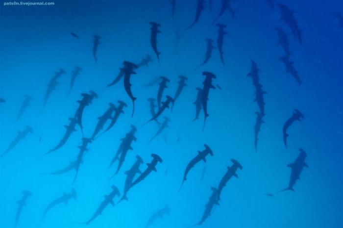 Underwater World (21 pics)