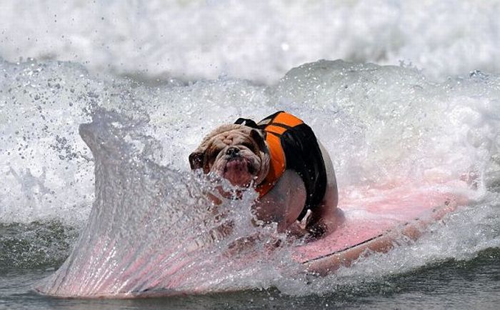Surf Dog Championship 2011 (14 pics)