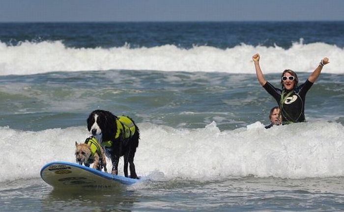 Surf Dog Championship 2011 (14 pics)