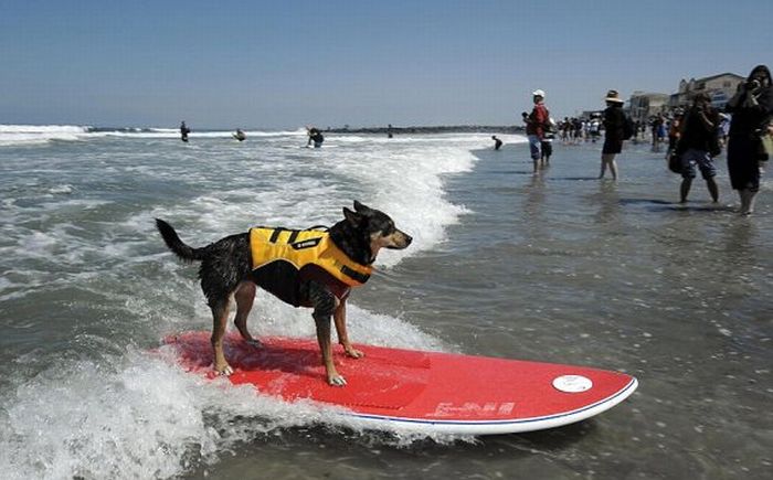 Surf Dog Championship 2011 (14 pics)
