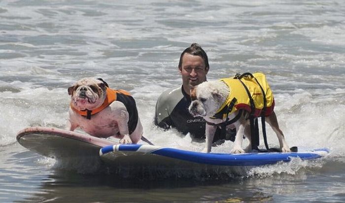 Surf Dog Championship 2011 (14 pics)
