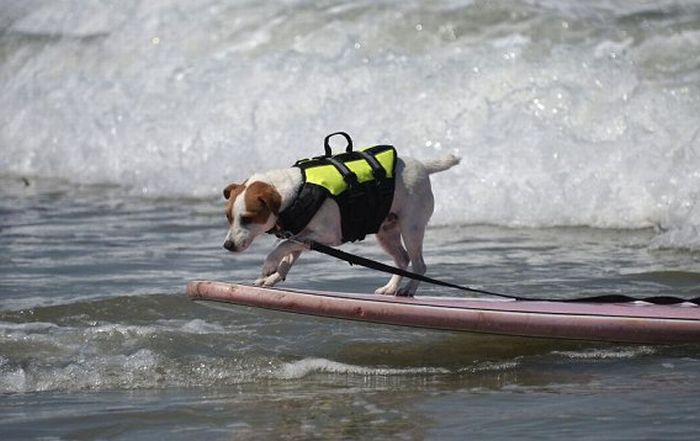 Surf Dog Championship 2011 (14 pics)