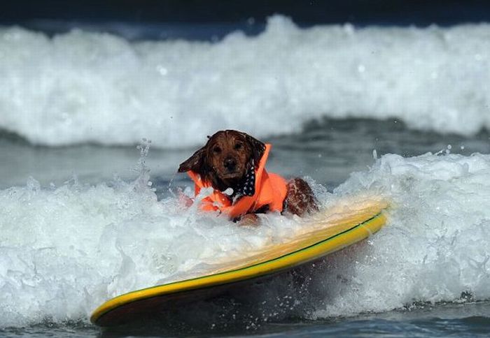 Surf Dog Championship 2011 (14 pics)