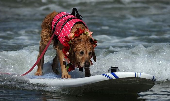 Surf Dog Championship 2011 (14 pics)